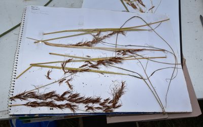 Sorghum Plumosum.