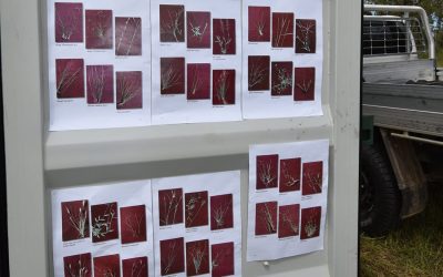 Pasture species on display.