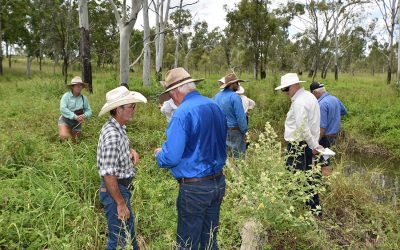 Field day participants undertake a field walk to identify plant species.