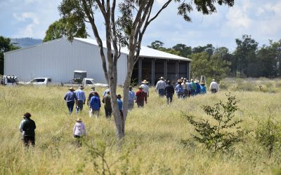 Field day participants making their way back to the shed following a demonstration of a tree puller pulling prickly acacia.
