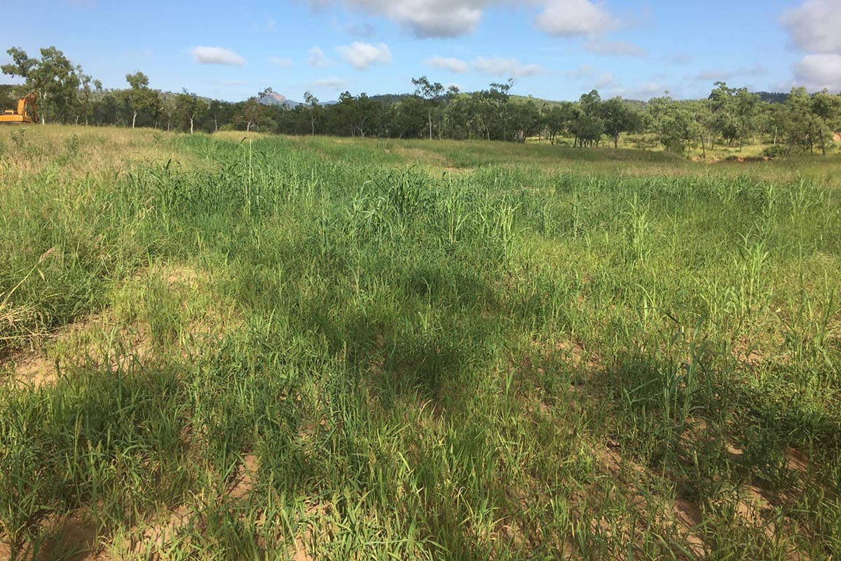 Mt Wickham gully after treatment