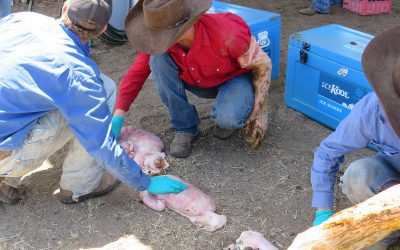 A practical exercise on how to determine embryo ageing.