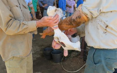 Ian Braithwaite demonstrates with a pelvis and embryo sample.