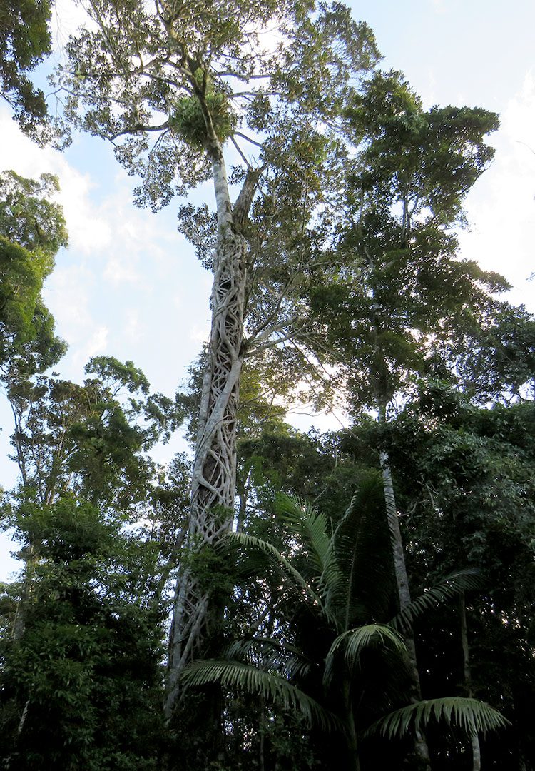z_eungella_IMG_2250_750x1080