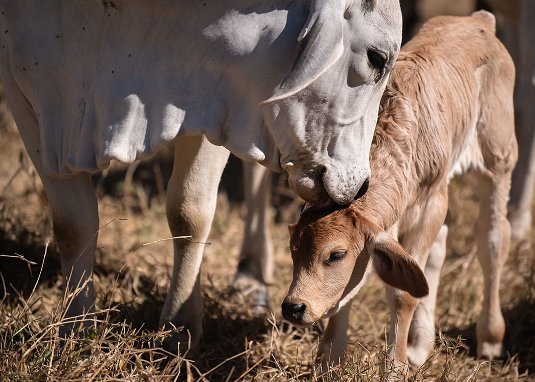 A mother's love