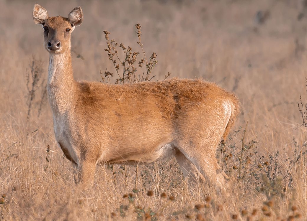 Oh, my little deer