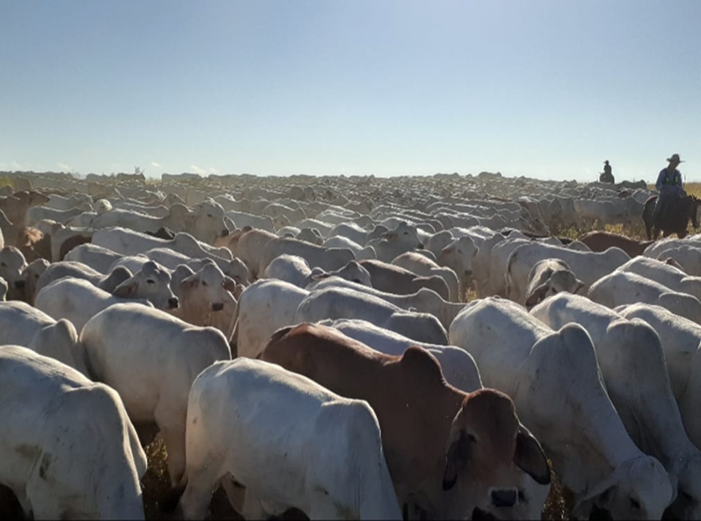 Tailing weaners