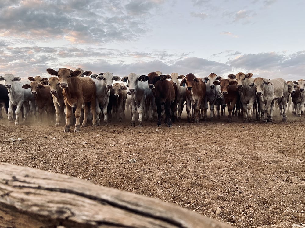 Weaners