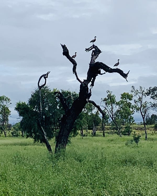 Dead tree