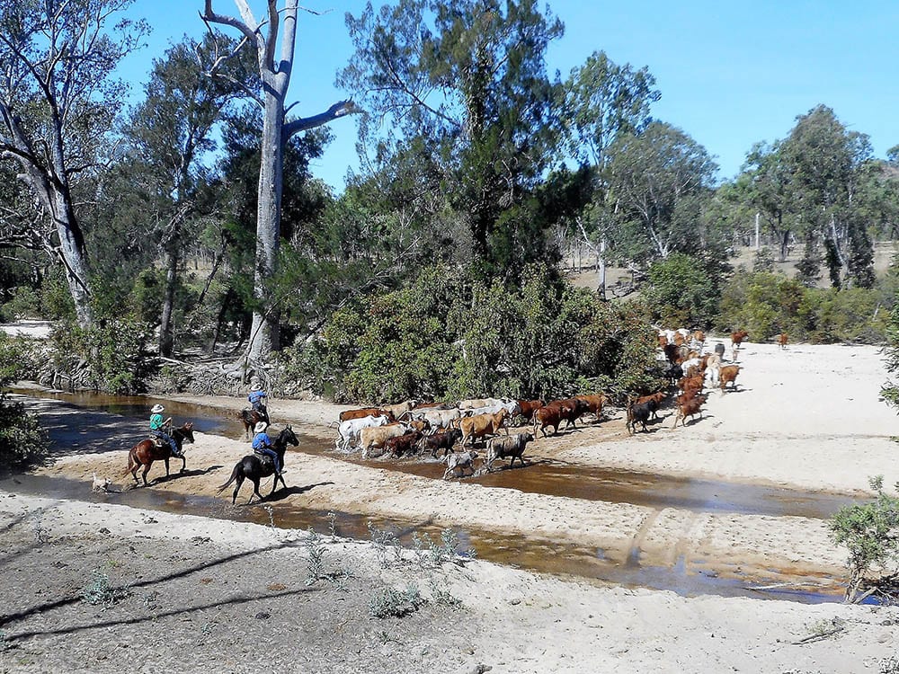 Mustering Down The Grand