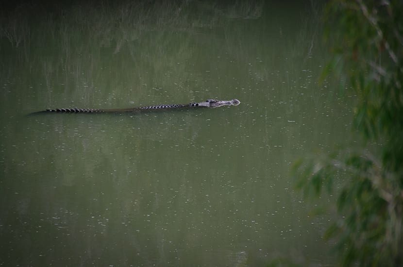 Big croc