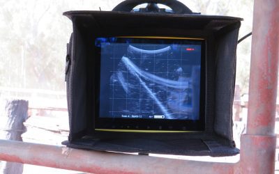 The reproscan cattle ultrasound unit in action, designed for rapid pregancy diagnosis.