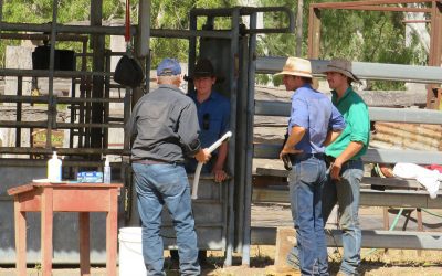 Trainer Colin Hammond (black shirt and cap, back to camera), from Catagra Group, demonstrates how to use the bovine ultrasound unit to the Mt Crompton crew including from left, Owen Angus, Rodney Angus and Scott Angus (green shirt).