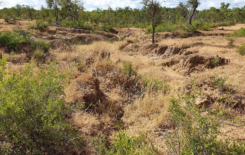 z_4_gully_20200430_150523_950x600