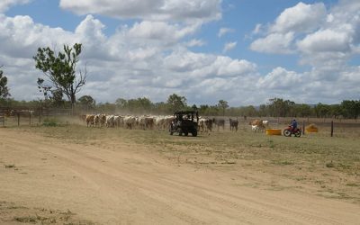 Rounding 'em up for the breeder management and preg testing school with Ian Braithwaite at Sutherland Station.
