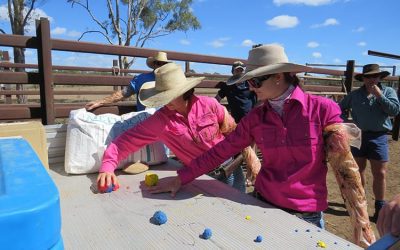 Jessie Norman, Mt Aberdeen Station, left, and Olivia Gordon, Thurso Station, work with plasticine models of calf head size on a diagram showing body size to understand gestation period.