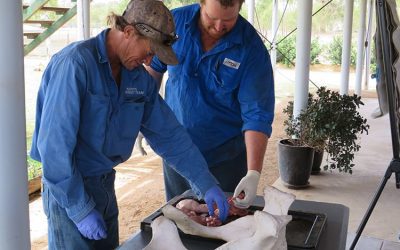 George Gourley, Sutherland Station contractor, and Simon Le Blowit, mustering contractor - Burdekin region, study anatomy.