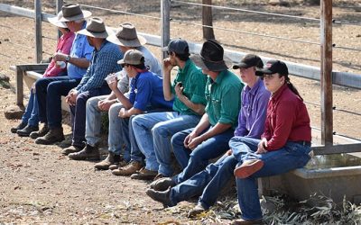 Perched on a water trough observing Jim Lindsay in action moving a mob of cattle through the yards.