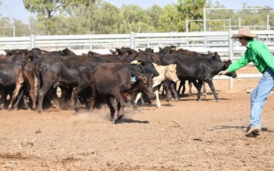 Bristow Hughes, Strathalbyn, puts new-found knowledge into action.