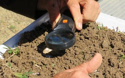 Assessing soil organism diversity.