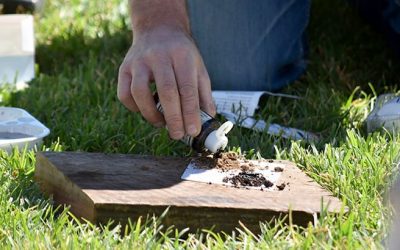 Assessing soil pH.