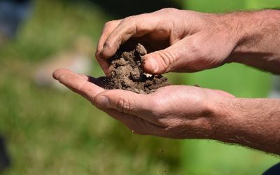 Preparing soil samples for soil health tests.