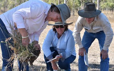 Dr Christine Jones, Elizabeth Lyons, Four Mile, and Peter Le Feuvre, Belmahar, inspecting root systems and soil aggregate. There is a huge appetite for soil, ecology and grazing information in the Dry Tropics region including Bowen and Collinsville areas, landholders want a better understanding of the science behind pasture management.