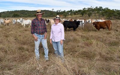 Paul and Colleen Rowe with their herd of breeders at Riverview Station, Bowen River.
