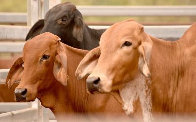 More than 90 per cent of the land in the BBB is used for grazing.