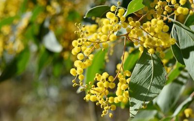 Wattle was in bloom on this trip. Fragrance filled our nostrils.