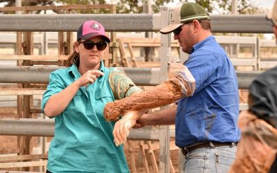 NQ Dry Tropics' LDC Senior Grazing Officer Brendan Smith helps Emily Page to secure a preg testing glove to her arm.