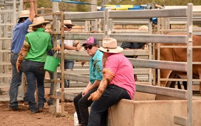 Breeder management and pregnancy testing workshop held at Glenden Station, near Glenden brought landholders from around the region to learn from one of Australia's best vets, Dr Ian Braithwaite who is based in Mt Isa.