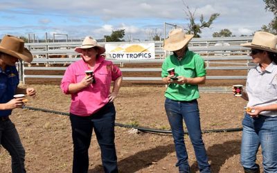 NQ Dry Tropics' LDC field officer Sheridan Callcott, Vivian Finlay (DAF), Ness Allen, of Kemmis Creek, and Roxanne Morgan (DAF) enjoy a laugh during morning tea.
