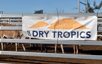 NQ Dry Tropics' LDC Breeder management and pregnancy testing workshop held at Glenden Station as part of an integrated program that the LDC Grazzier Support Program is deliverying throughout 2019.