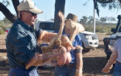 Dr Ian Braithwaite demonstrating pregnancy testing at a Breeder management and prenancy testing workshop held at Glenden Station in June.