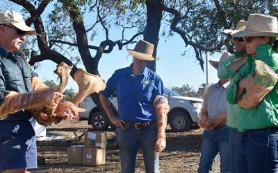 Dr Ian Braithwaite, leading cattle production vet who works with beef businesses across northern Australia, demonstrates pregnancy testing to workshop participants Sheridan Callcott, Greg Lennox and Ness Allen.