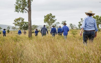 The masterclass investigated ways to enhancing extension coordination in the Burdekin grazing industry by building field officers knowledge in discussing key grazing land management issues, particularly the linkages between grazing practices, soil health and pasture productivity.