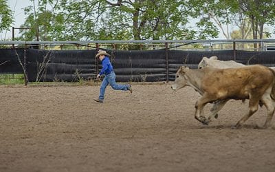 LDC Low Stress Stockhandling course with Jim Lindsay, held at Bowen River Showgrounds in October 2018. Daniel O'Sullivan, of Glenalpine Station in action.