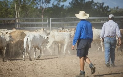 LDC Low Stress Stockhandling course with Jim Lindsay, held at Bowen River Showgrounds in October 2018. The workshop included a misture of theory and practical to build backround knowledged and understanding, followed by time in the yards with cattle, applying the knowledge and practicing the skills.