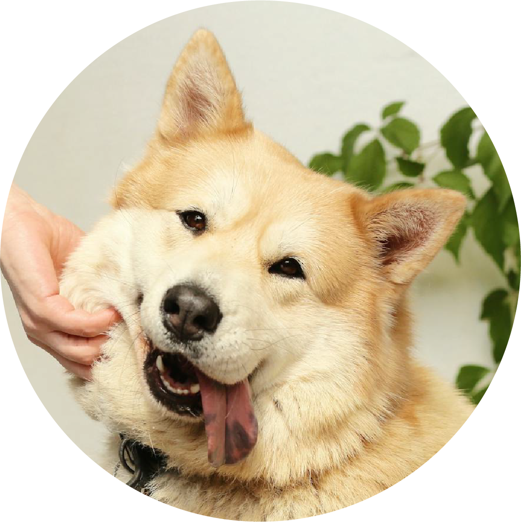 Icon of a dog being patted