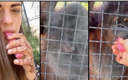 Anastasia Luchkina Beri Vape ke Orangutan, Picu Kontroversi