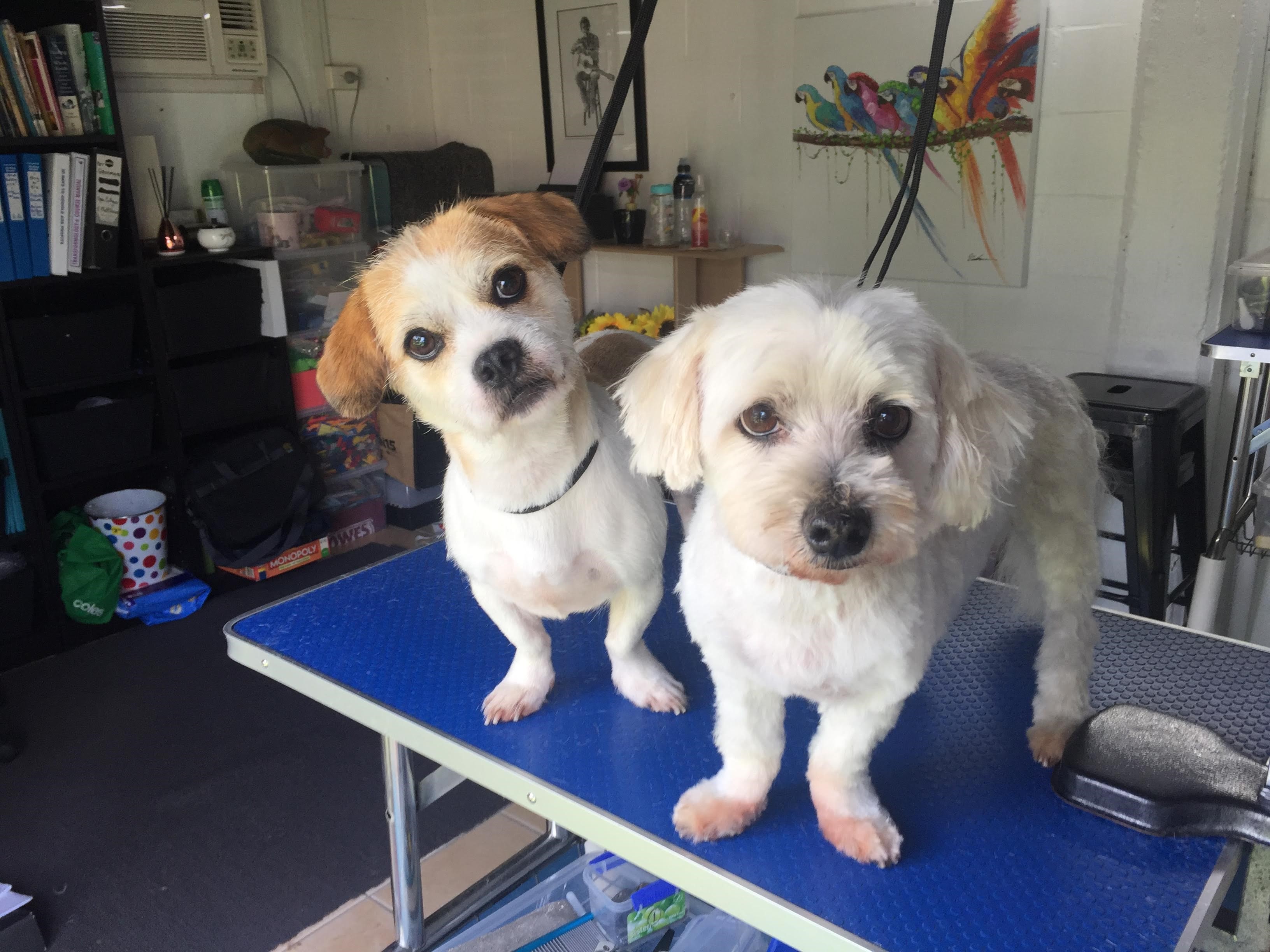 10 BEST Dog Grooming in Smithfield QLD 4878 Localsearch