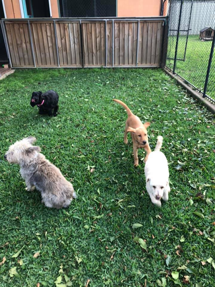 Tallowood kennels clearance