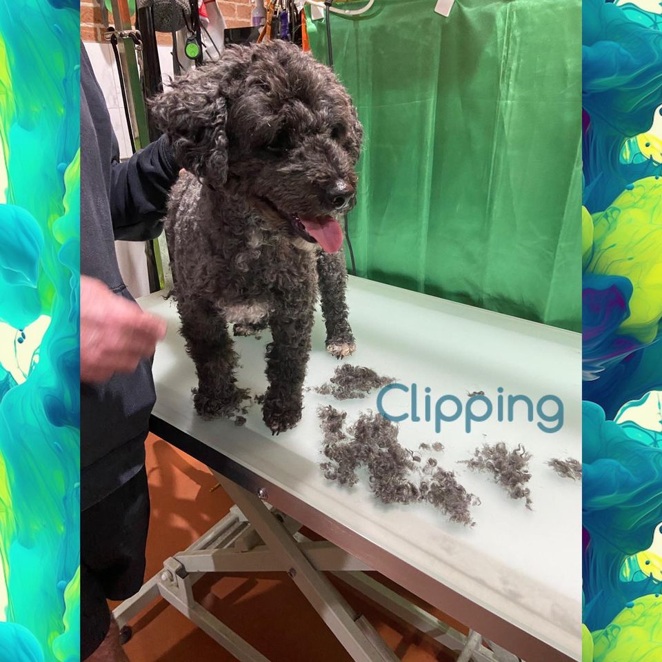 The BEST Dog Grooming in Corrimal NSW 2518 Localsearch