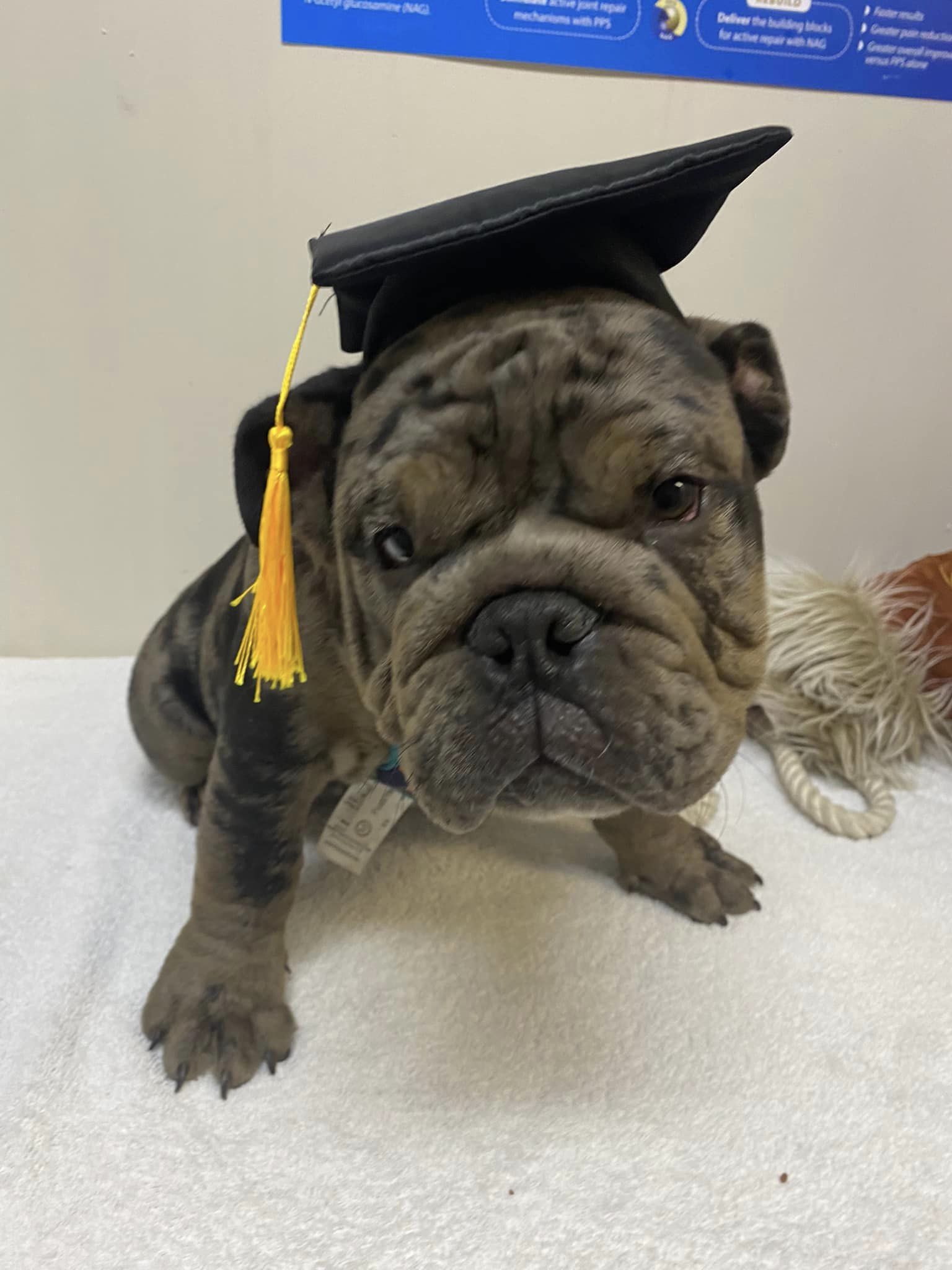 10 BEST Vets in Shellharbour NSW Shellharbour Veterinarians