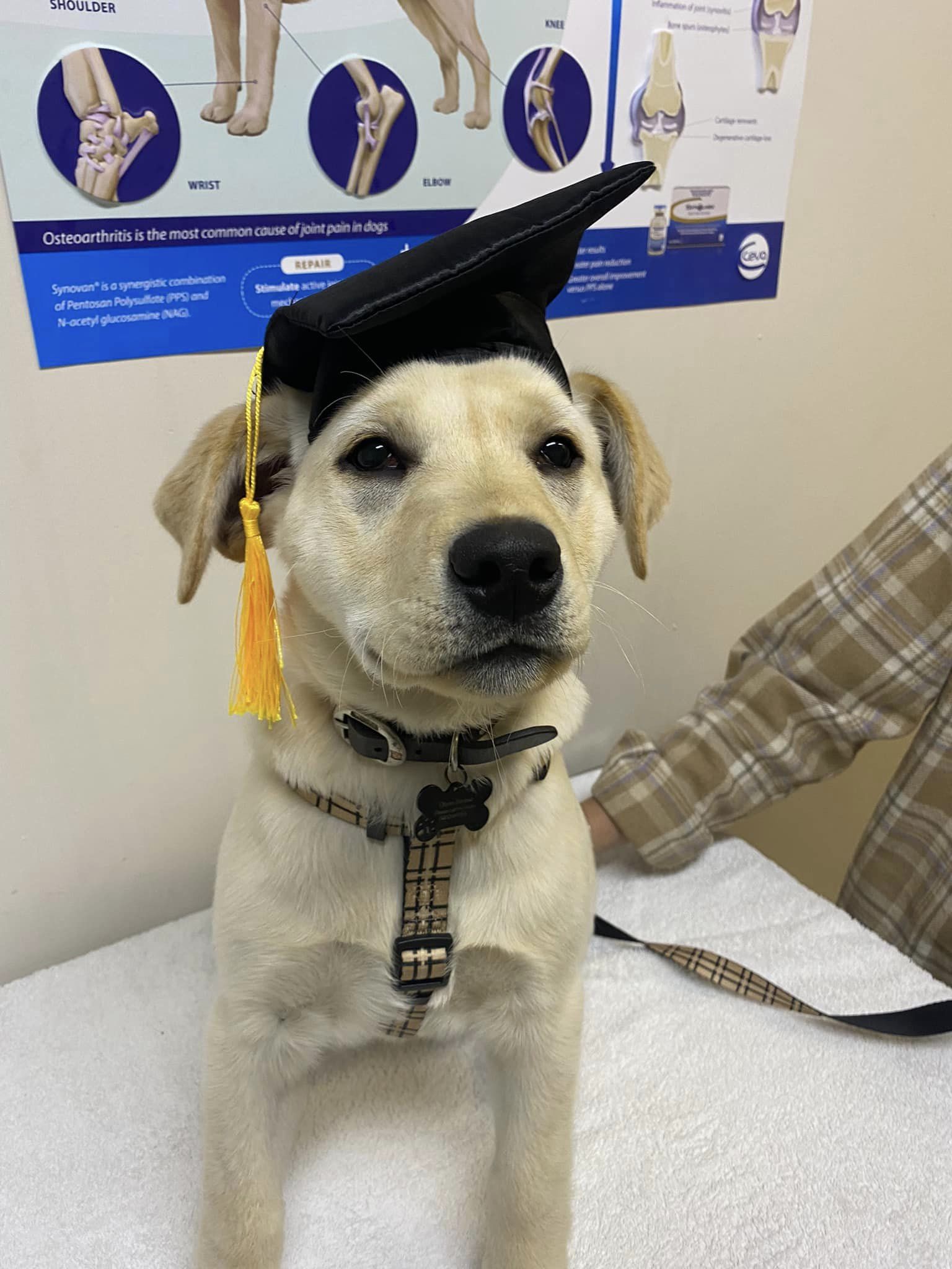 Graduation Petstock Puppy School Price Dog With Kennel Card