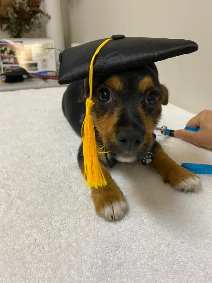 The BEST Vets in Oak Flats NSW 2529 Oak Flats Veterinarians