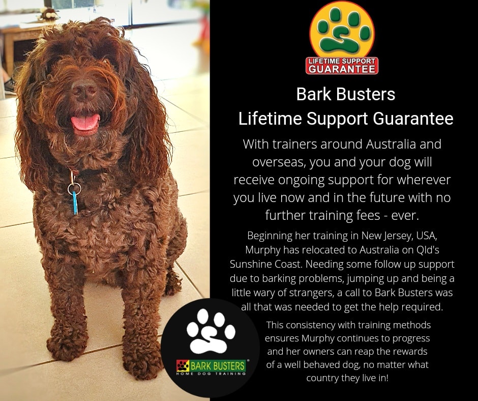 Bark Busters Dog Trainers That Come To Your Home Near Me The BEST