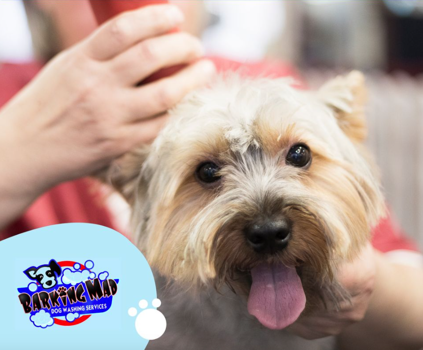 Barking Mad Dog Grooming Mad About Grooming You Don't Have To Be
