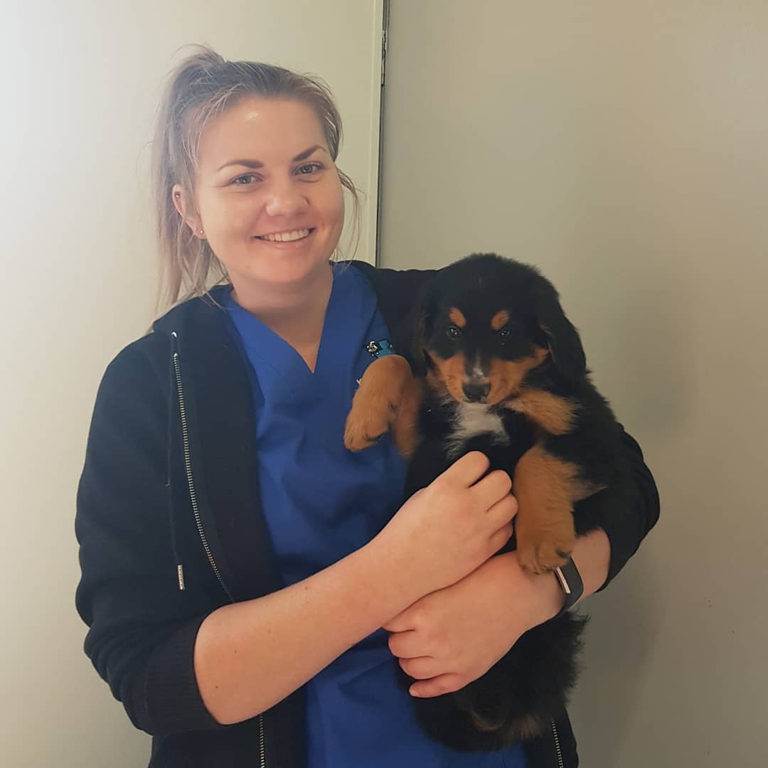 10 BEST Dog Grooming in Wagga Wagga NSW 2650 Localsearch